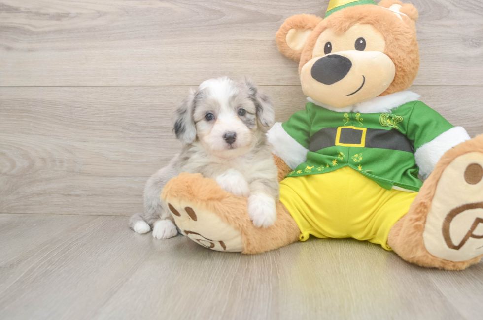 6 week old Aussiechon Puppy For Sale - Premier Pups