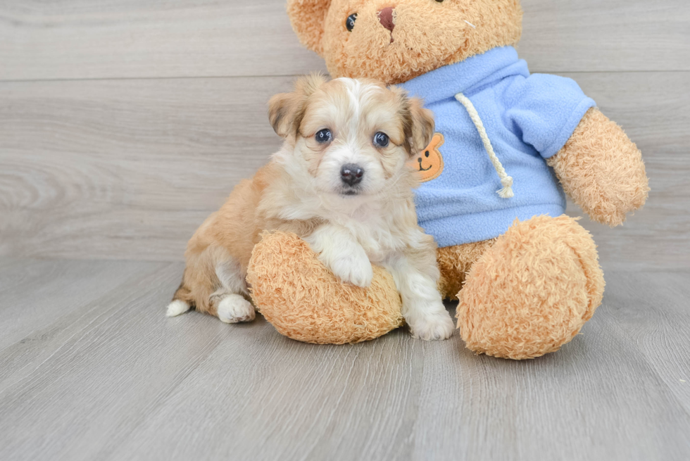 Aussiechon Puppy for Adoption