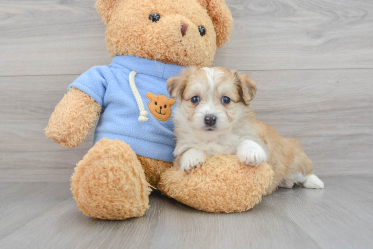 Hypoallergenic Australian Designer Puppy