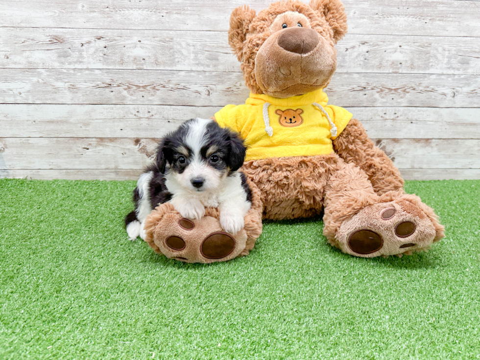 Aussiechon Pup Being Cute