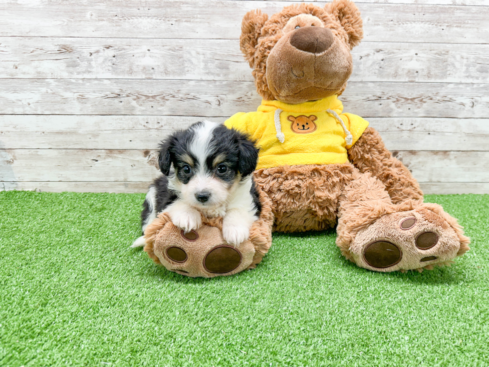 Popular Aussiechon Designer Pup