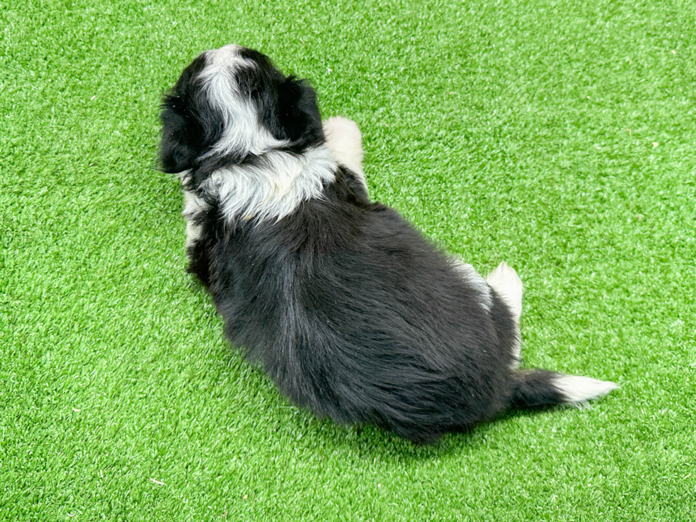 Aussiechon Pup Being Cute