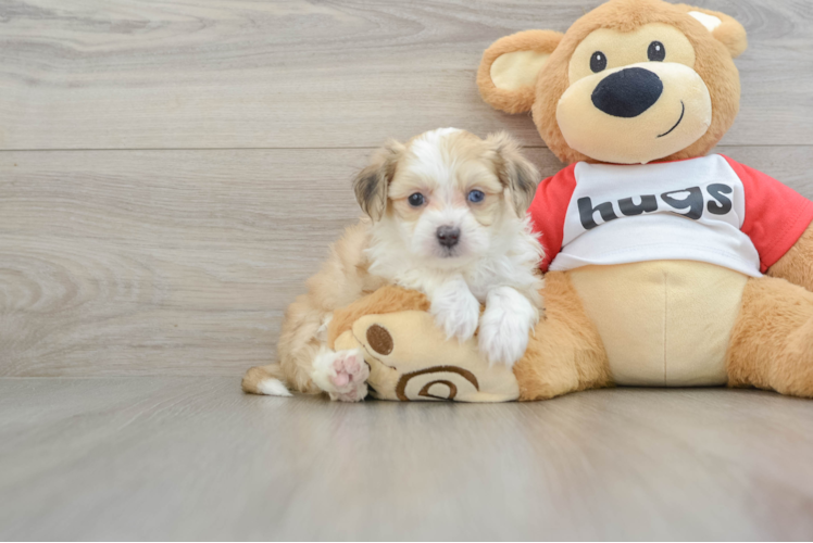 Aussiechon Puppy for Adoption