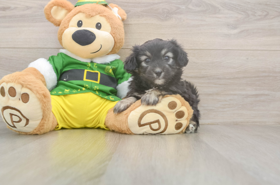 5 week old Aussiechon Puppy For Sale - Premier Pups