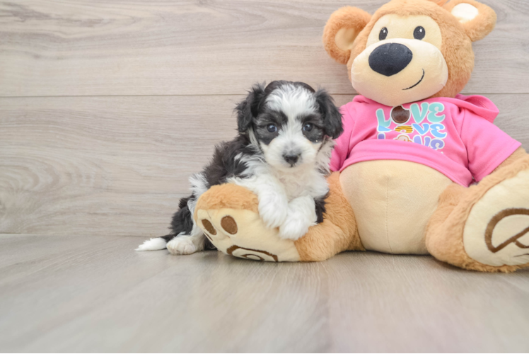Friendly Aussiechon Baby