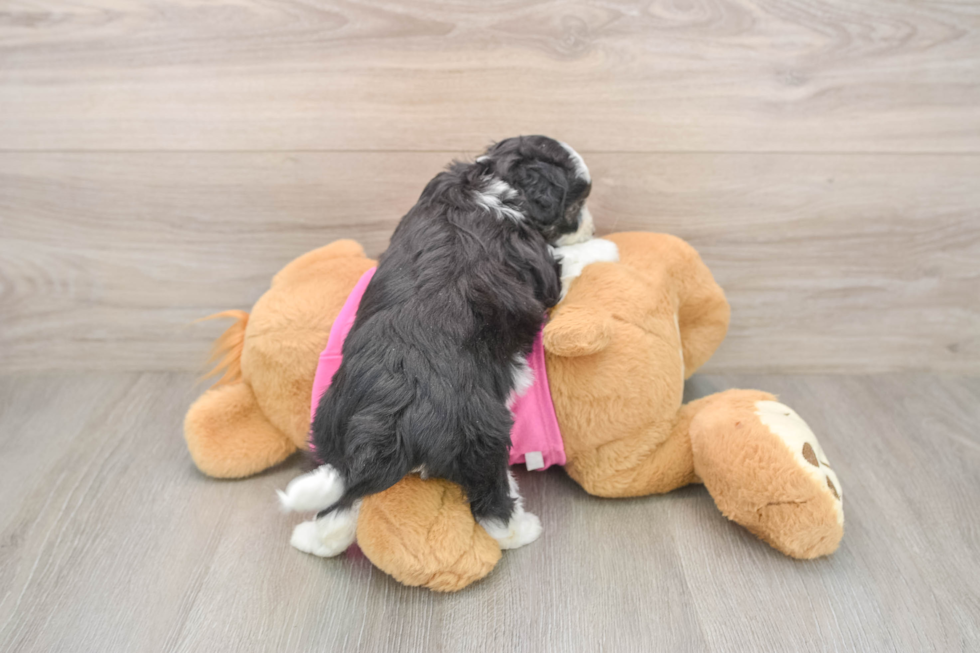 Aussiechon Puppy for Adoption