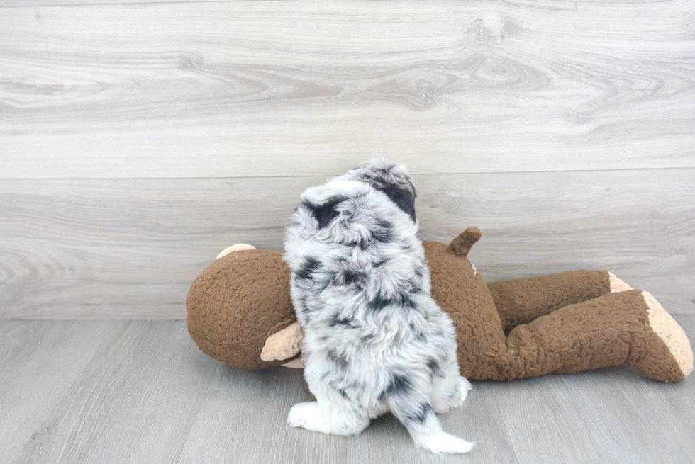 Hypoallergenic Australian Designer Puppy