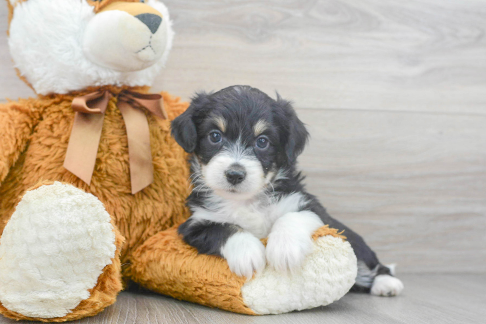 Fluffy Aussiechon Designer Pup