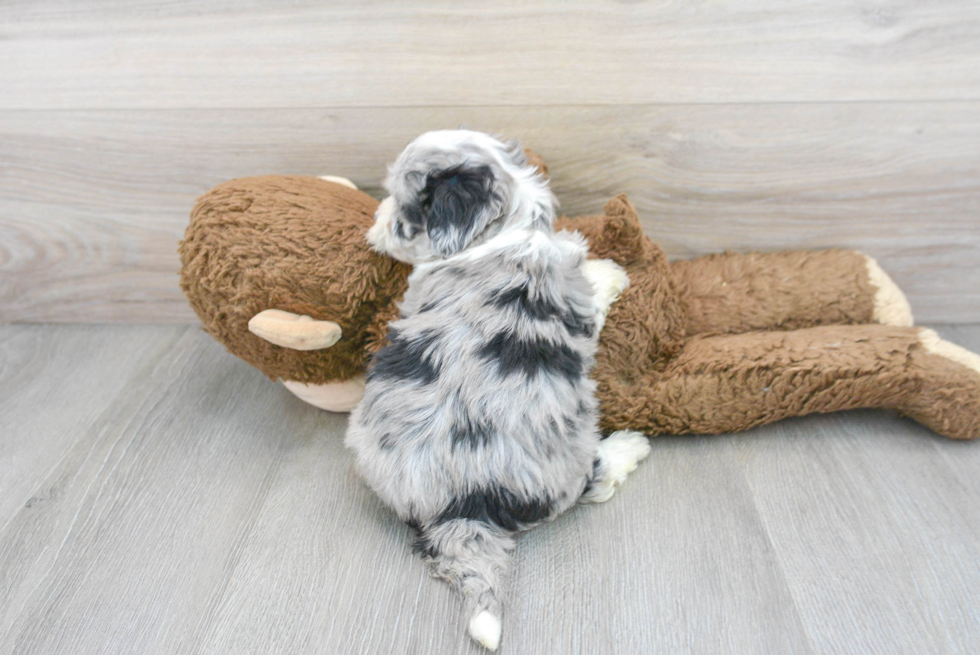 Small Aussiechon Baby