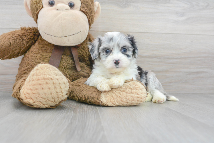 Aussiechon Pup Being Cute