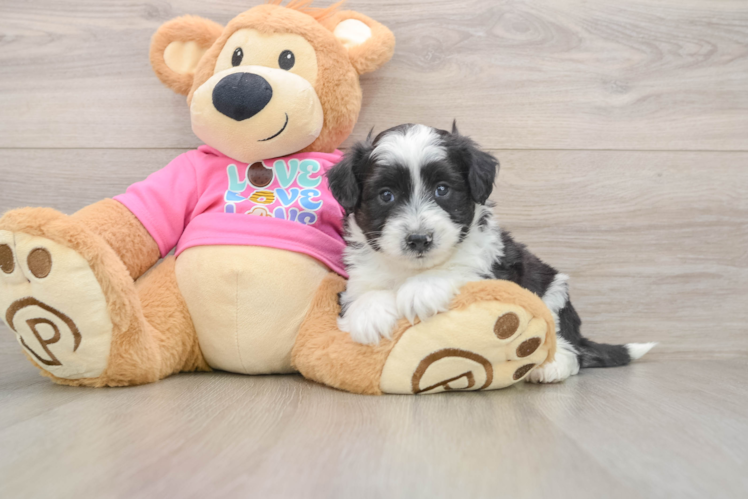 Aussiechon Puppy for Adoption