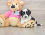 5 week old Aussiechon Puppy For Sale - Premier Pups