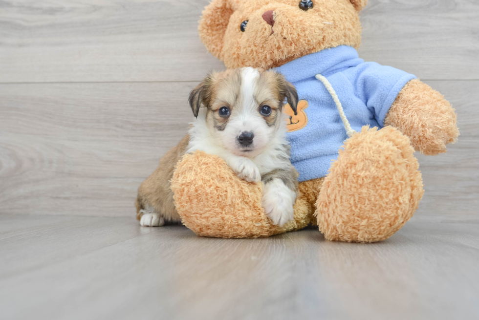 Aussiechon Pup Being Cute