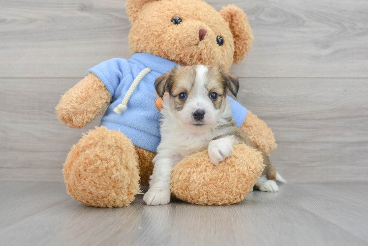 Aussiechon Pup Being Cute