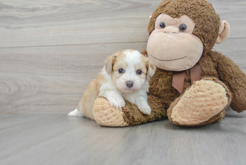 Aussiechon Puppy for Adoption