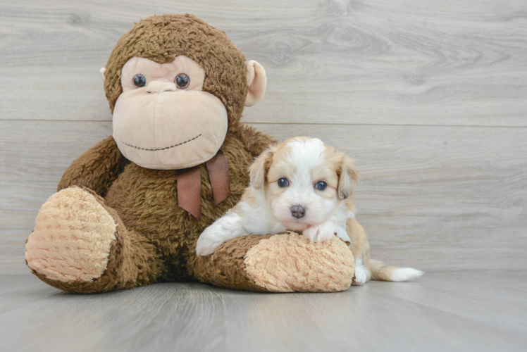 Fluffy Aussiechon Designer Pup