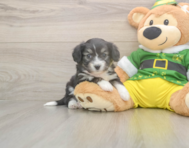 8 week old Aussiechon Puppy For Sale - Premier Pups