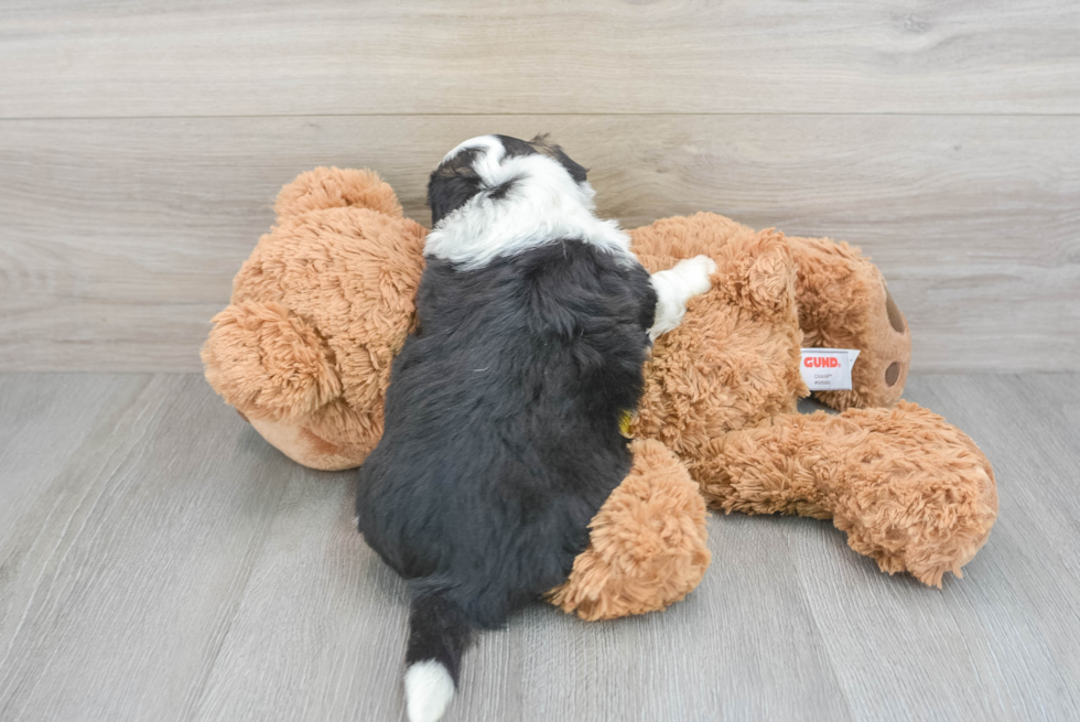 Aussiechon Pup Being Cute