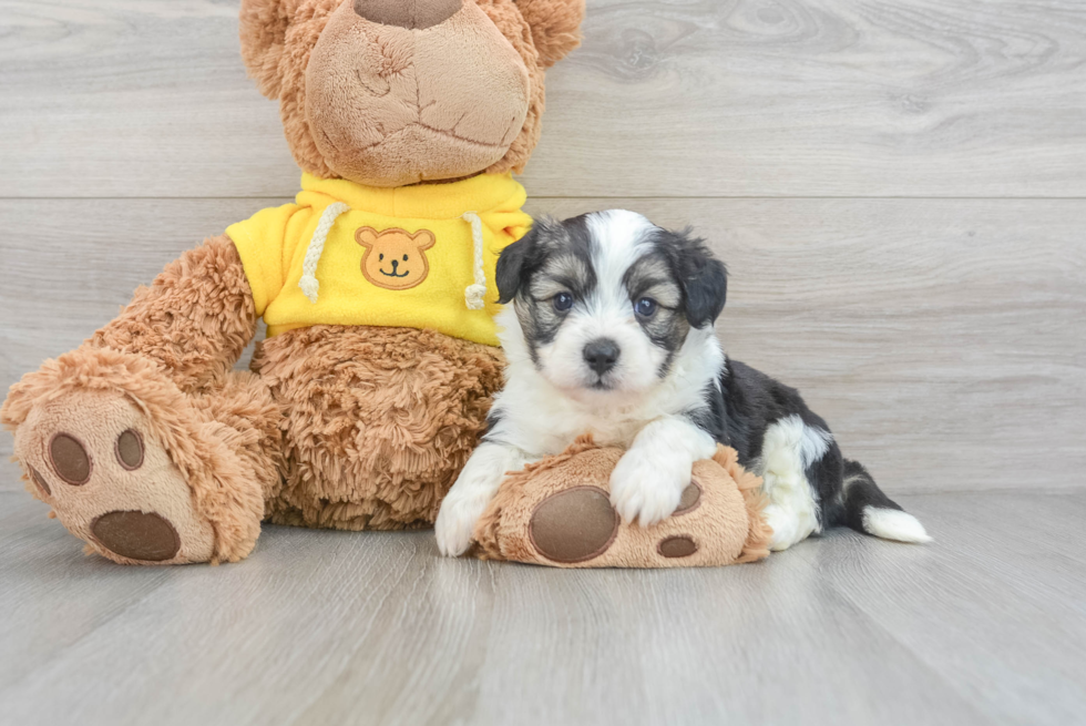 Aussiechon Pup Being Cute