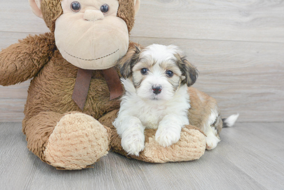 Playful Australian Designer Puppy