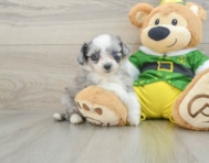 7 week old Aussiechon Puppy For Sale - Premier Pups