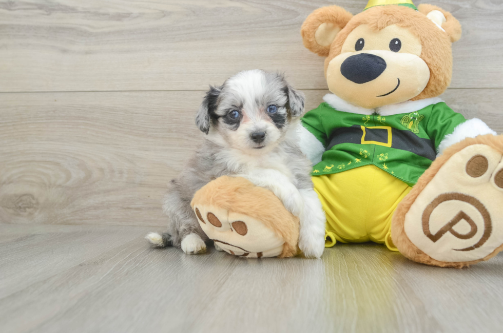 6 week old Aussiechon Puppy For Sale - Premier Pups