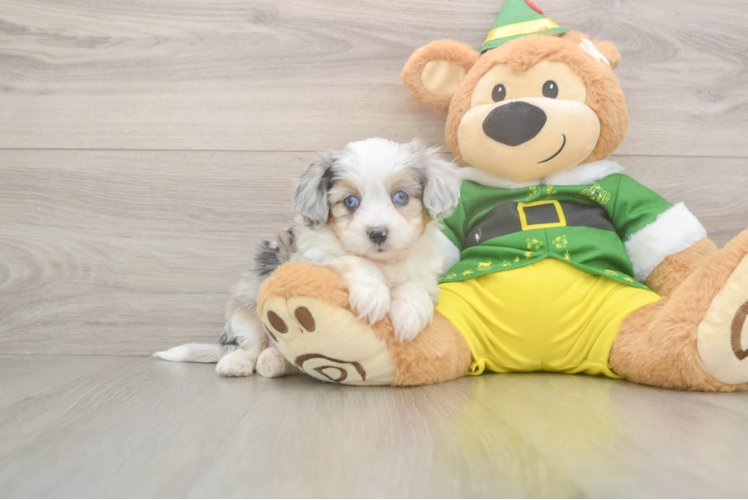 Little Aussie Bichon Designer Puppy