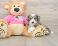 5 week old Aussiechon Puppy For Sale - Premier Pups