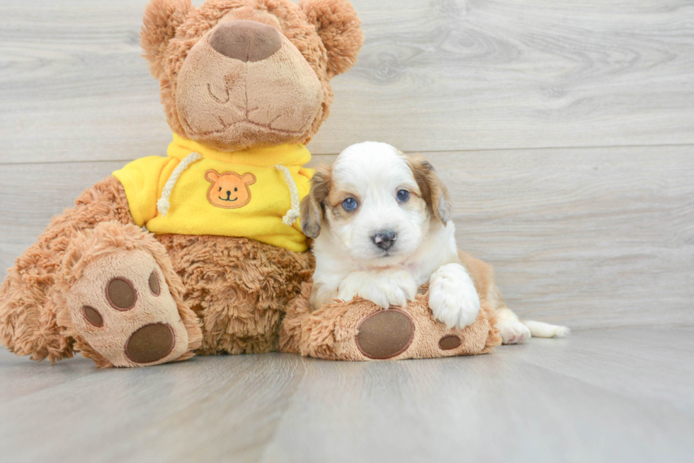 Aussiechon Puppy for Adoption