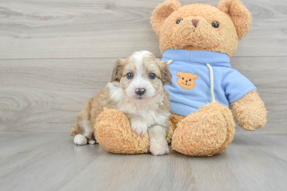 Fluffy Aussiechon Designer Pup