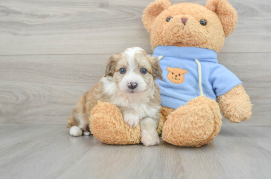 Fluffy Aussiechon Designer Pup