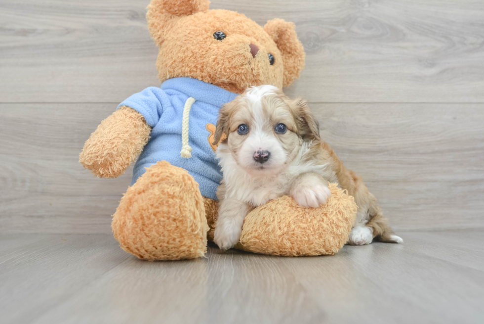 Popular Aussiechon Designer Pup