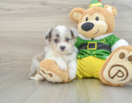 7 week old Aussiechon Puppy For Sale - Premier Pups