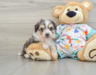 8 week old Aussiechon Puppy For Sale - Premier Pups