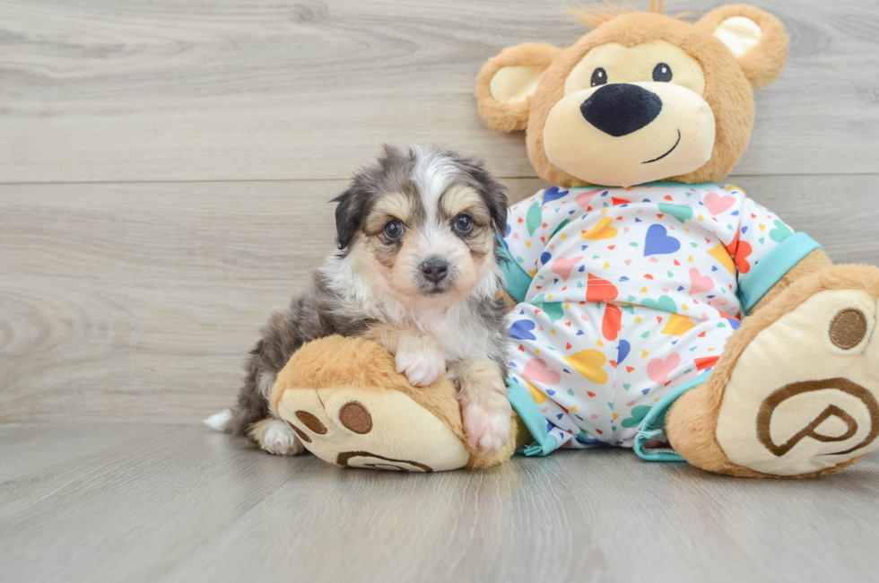 7 week old Aussiechon Puppy For Sale - Premier Pups