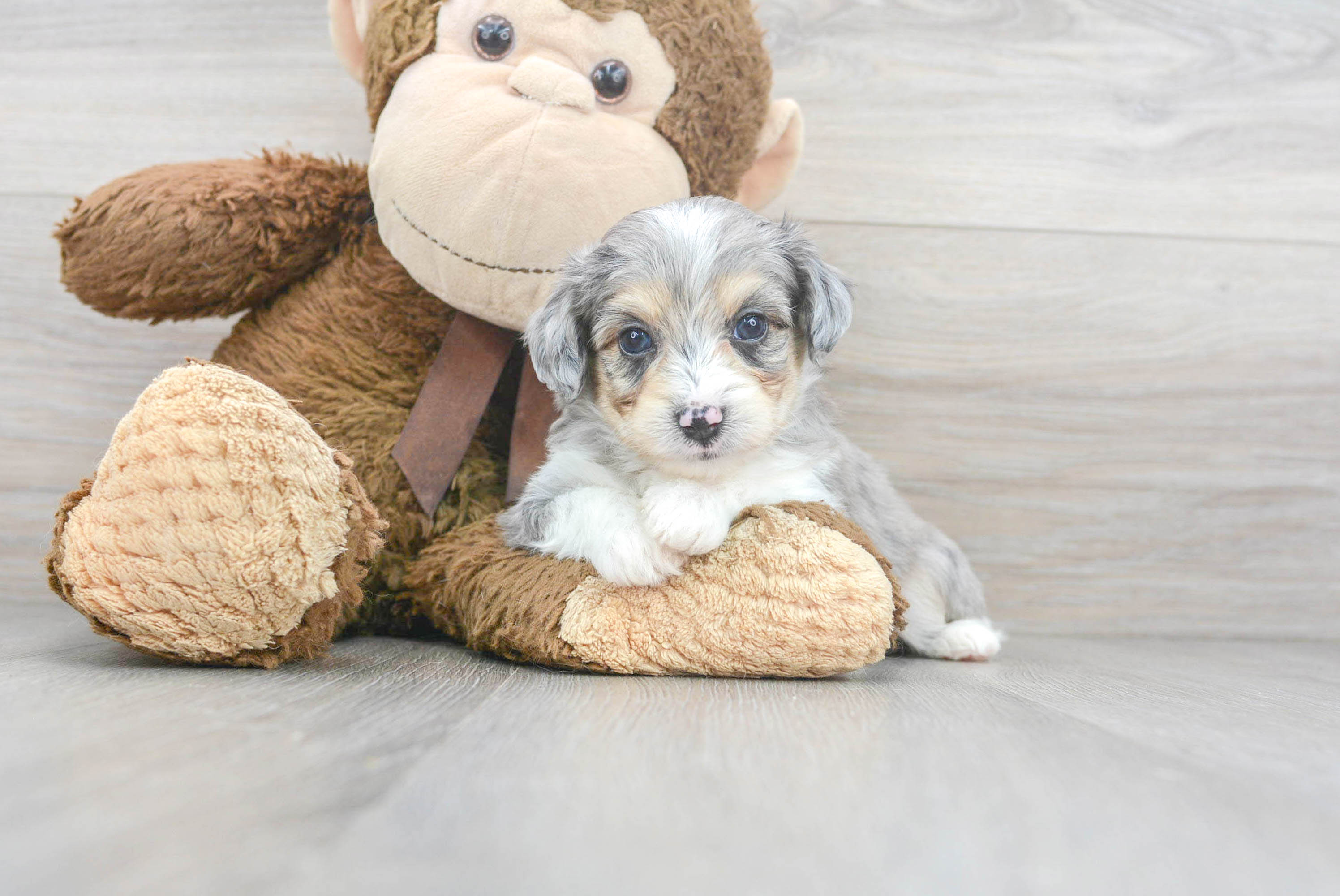 Aussiechon Pup Being Cute