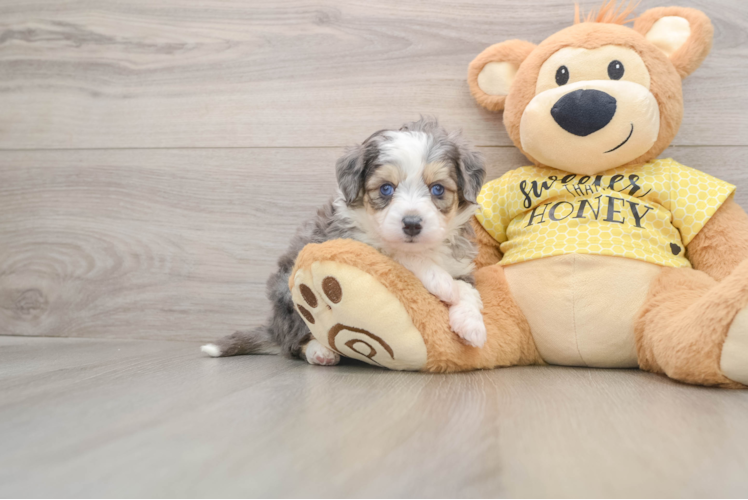 Aussiechon Puppy for Adoption