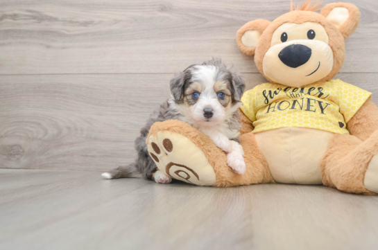 Aussiechon Puppy for Adoption