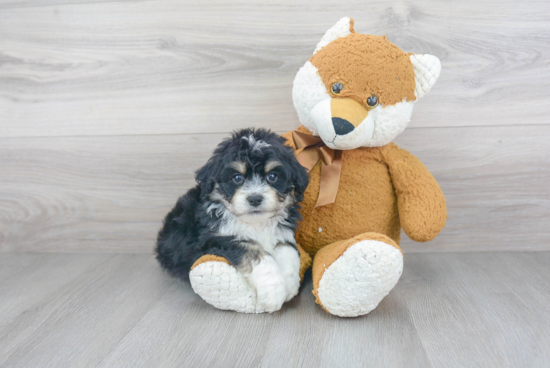 Aussiechon Pup Being Cute