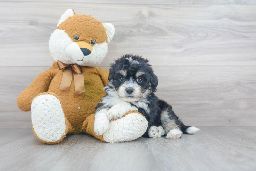 Aussiechon Pup Being Cute