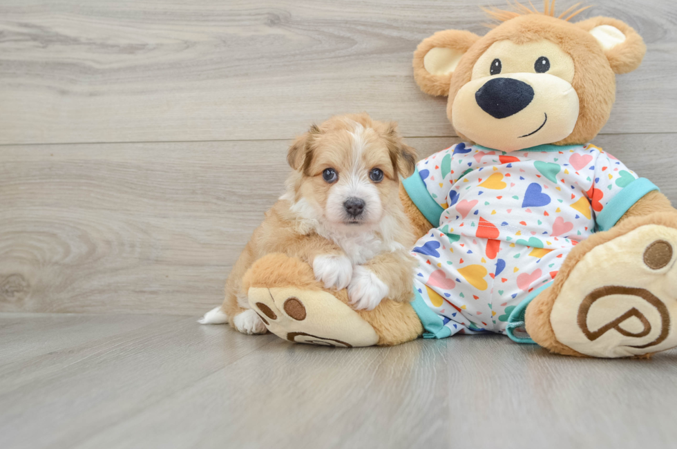 7 week old Aussiechon Puppy For Sale - Premier Pups