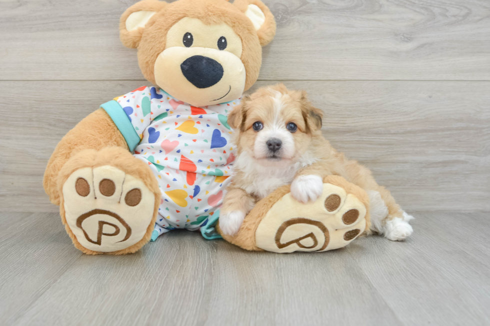 Aussiechon Pup Being Cute