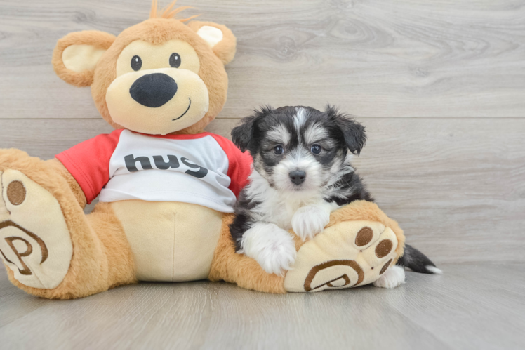 Hypoallergenic Aussie Bichon Designer Puppy