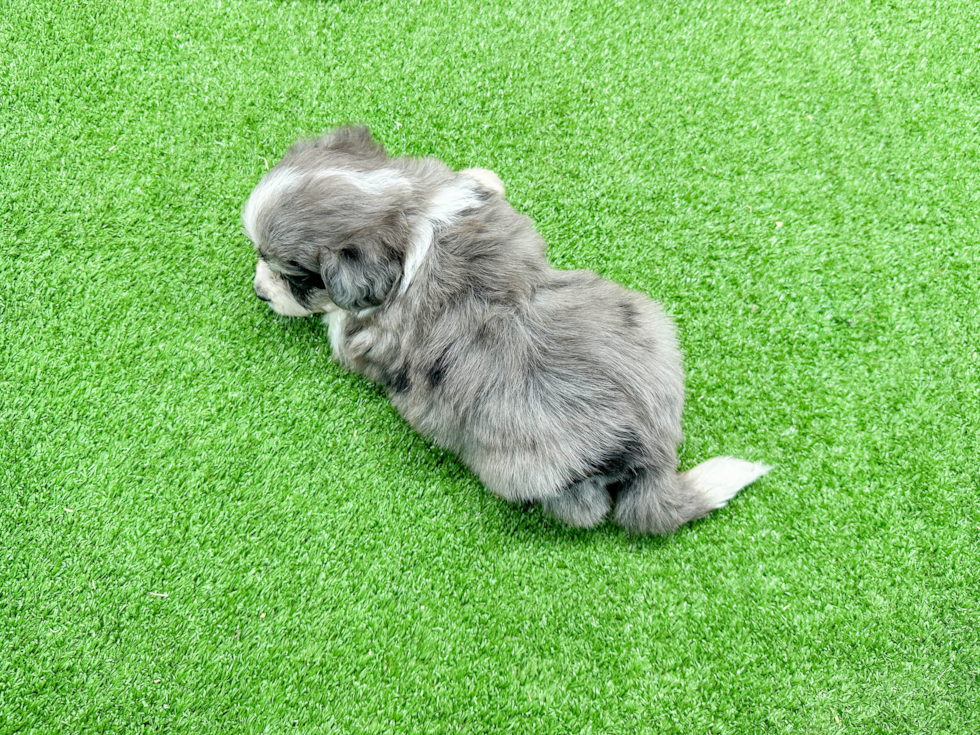 Hypoallergenic Australian Designer Puppy