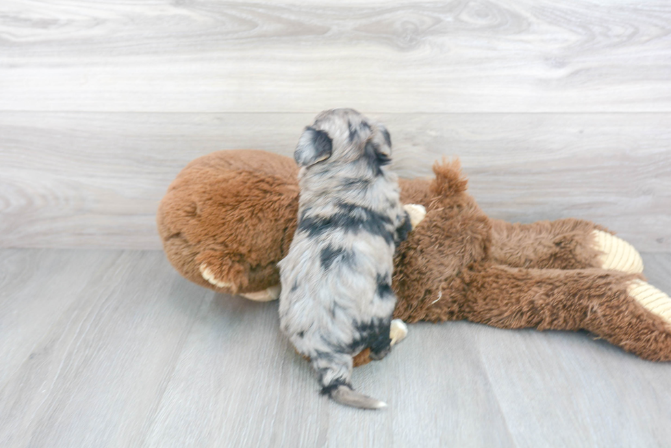 Aussiechon Pup Being Cute