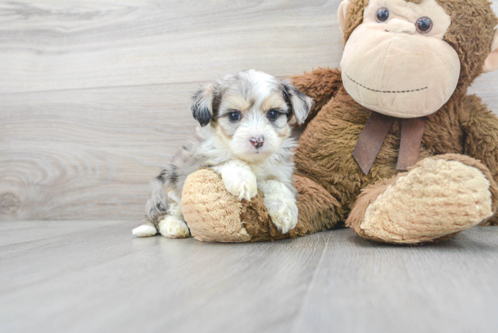 Aussiechon Puppy for Adoption