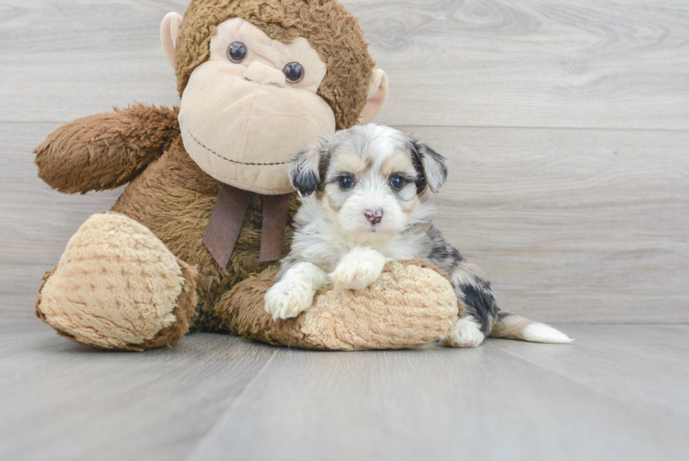 Smart Aussiechon Designer Pup