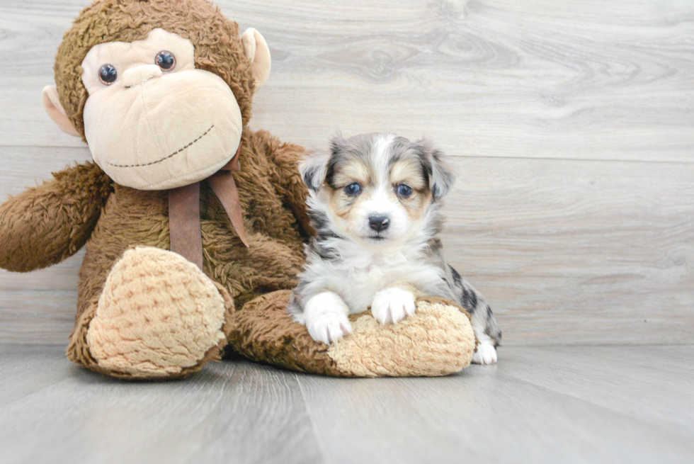 Aussiechon Pup Being Cute