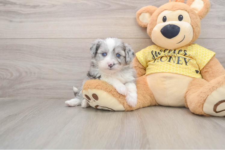 Funny Aussiechon Designer Pup