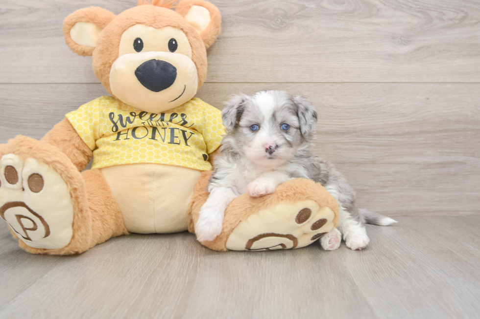 Adorable Aussie Bichon Designer Puppy